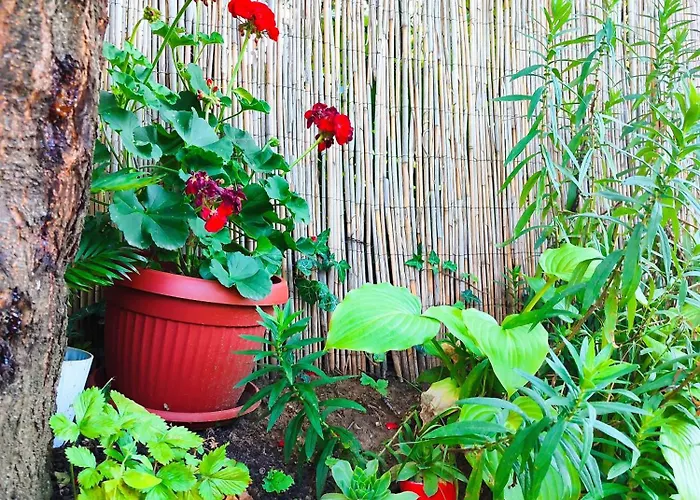 Daire Mitrovica Kuca